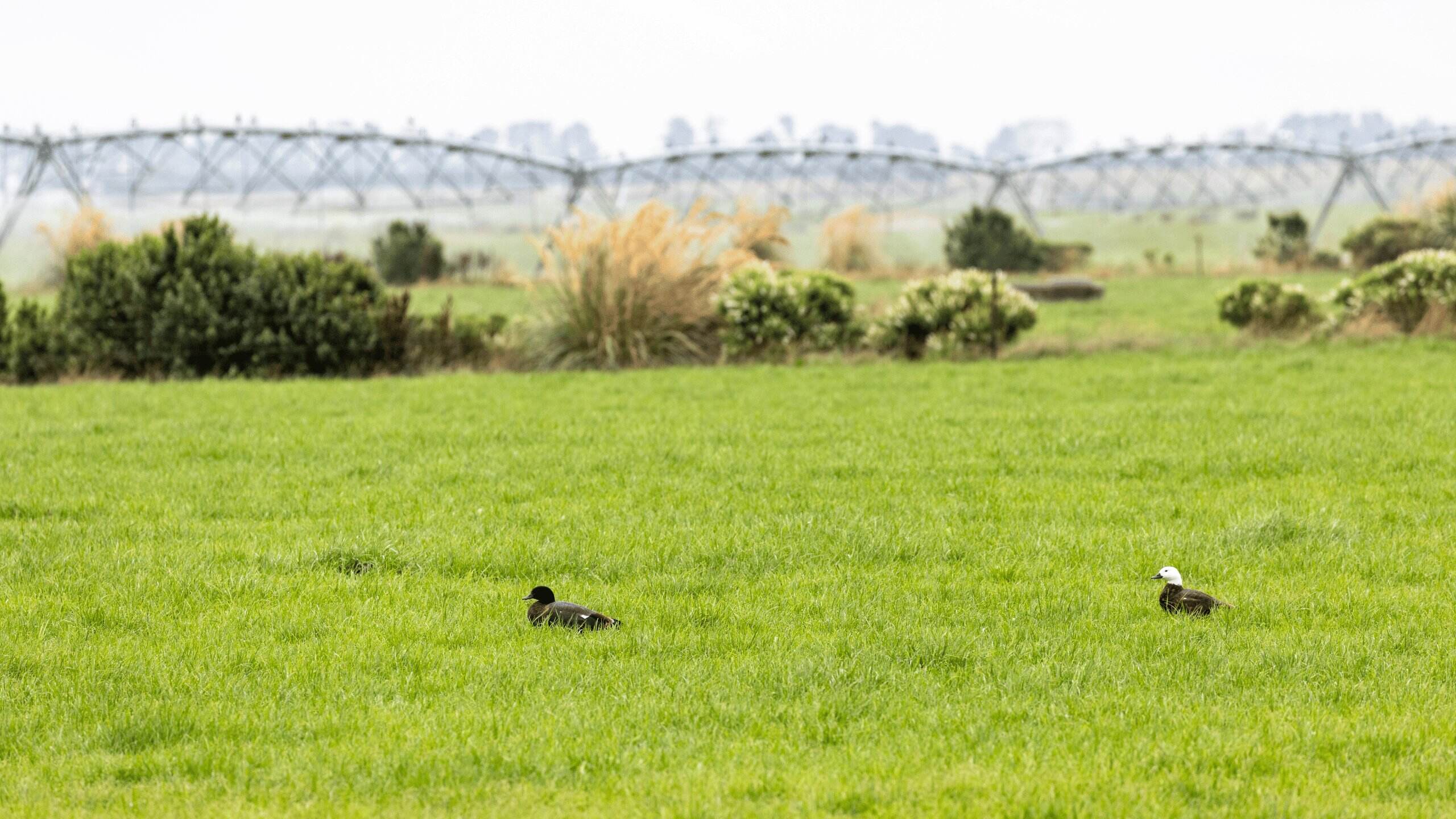 ducks on the grass waimakariri irrigation scheme